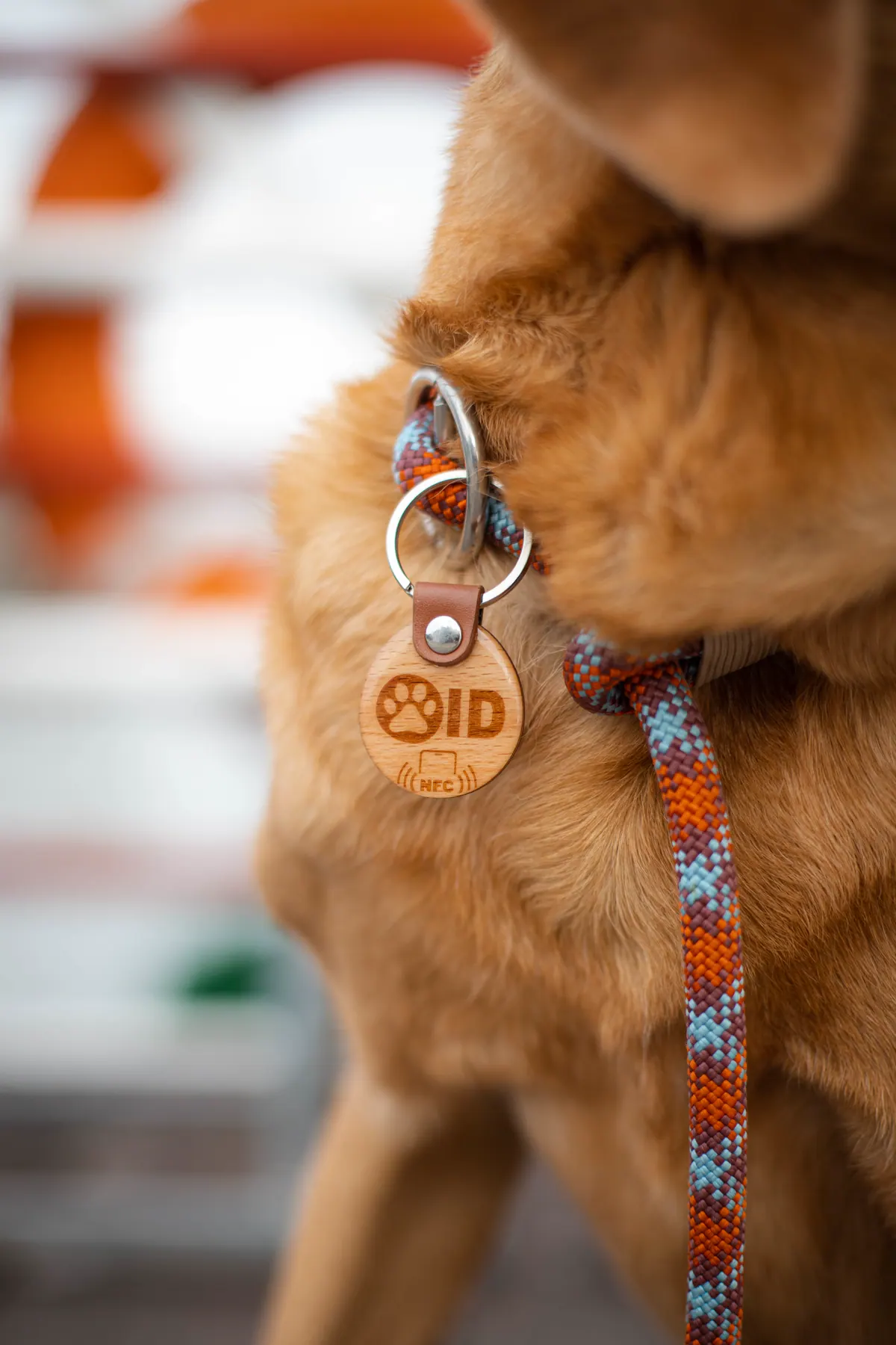 Hund mit Geschirr und Namensmarke